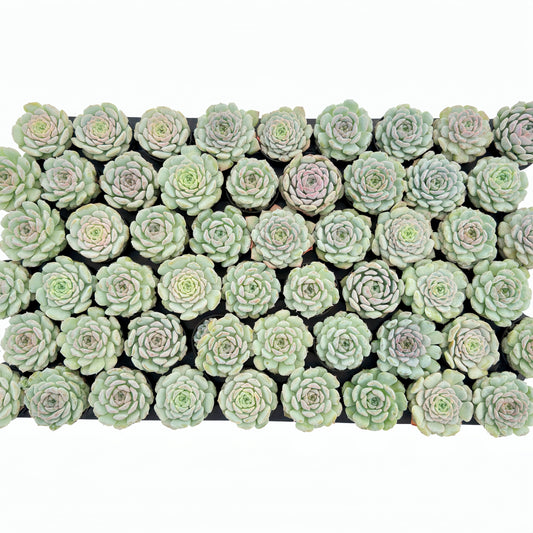 Echeveria Crystal Amber Bulk 54 Tray - 2in Pot