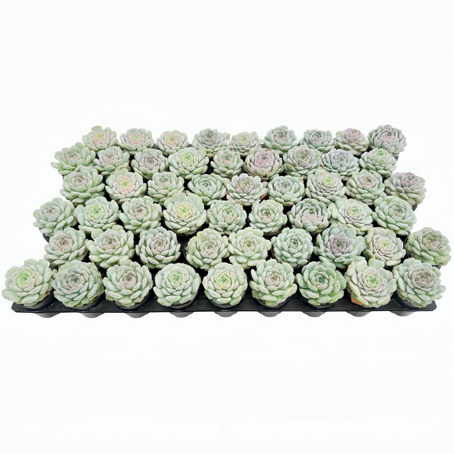Echeveria Crystal Amber Bulk 54 Tray - 2in Pot