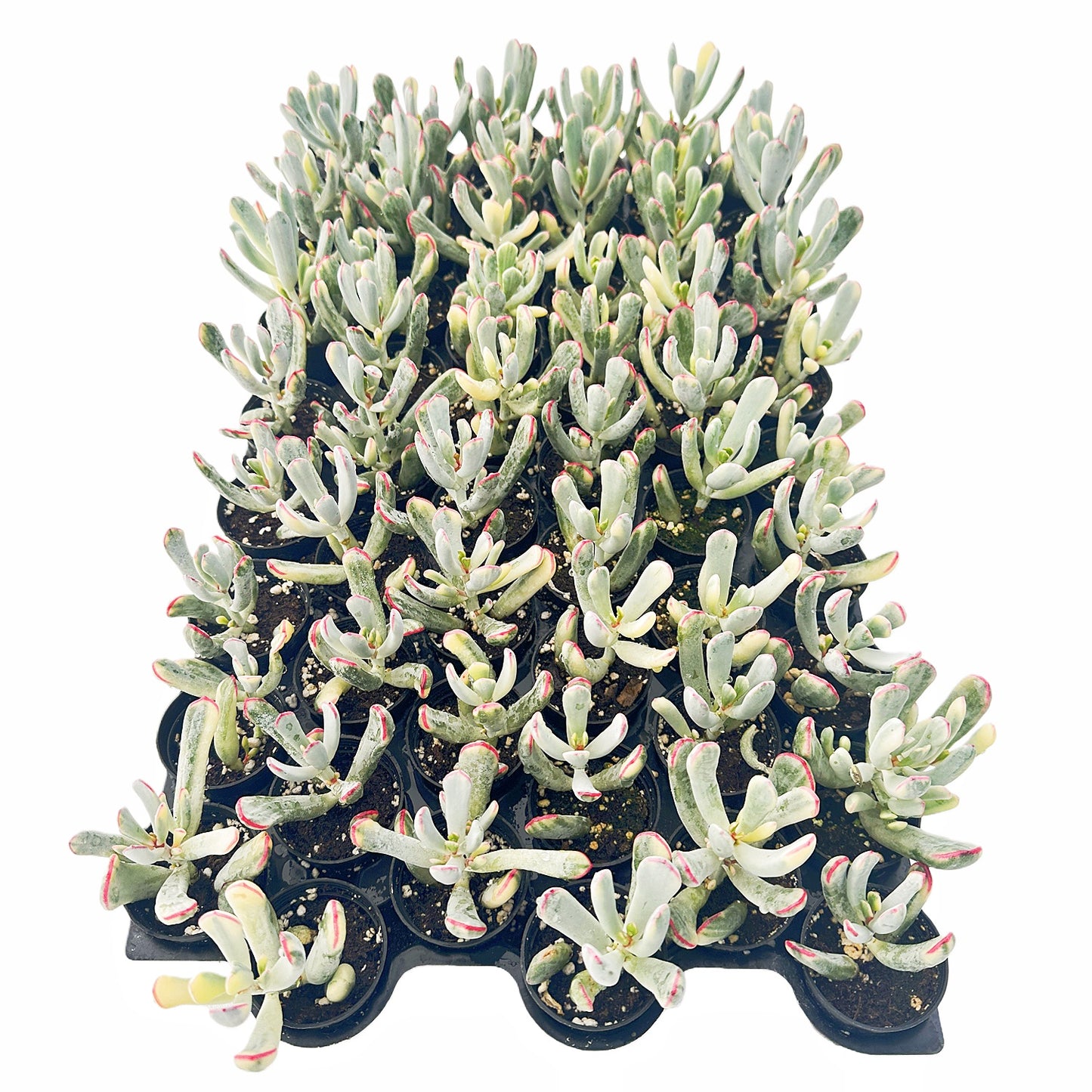 Cotyledon Orbiculata cv. Long Leaf Variegated Bulk Tray 54pcs - in 2in Pot