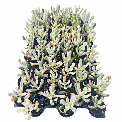 Cotyledon Orbiculata cv. Long Leaf Variegated Bulk Tray 54pcs - in 2in Pot