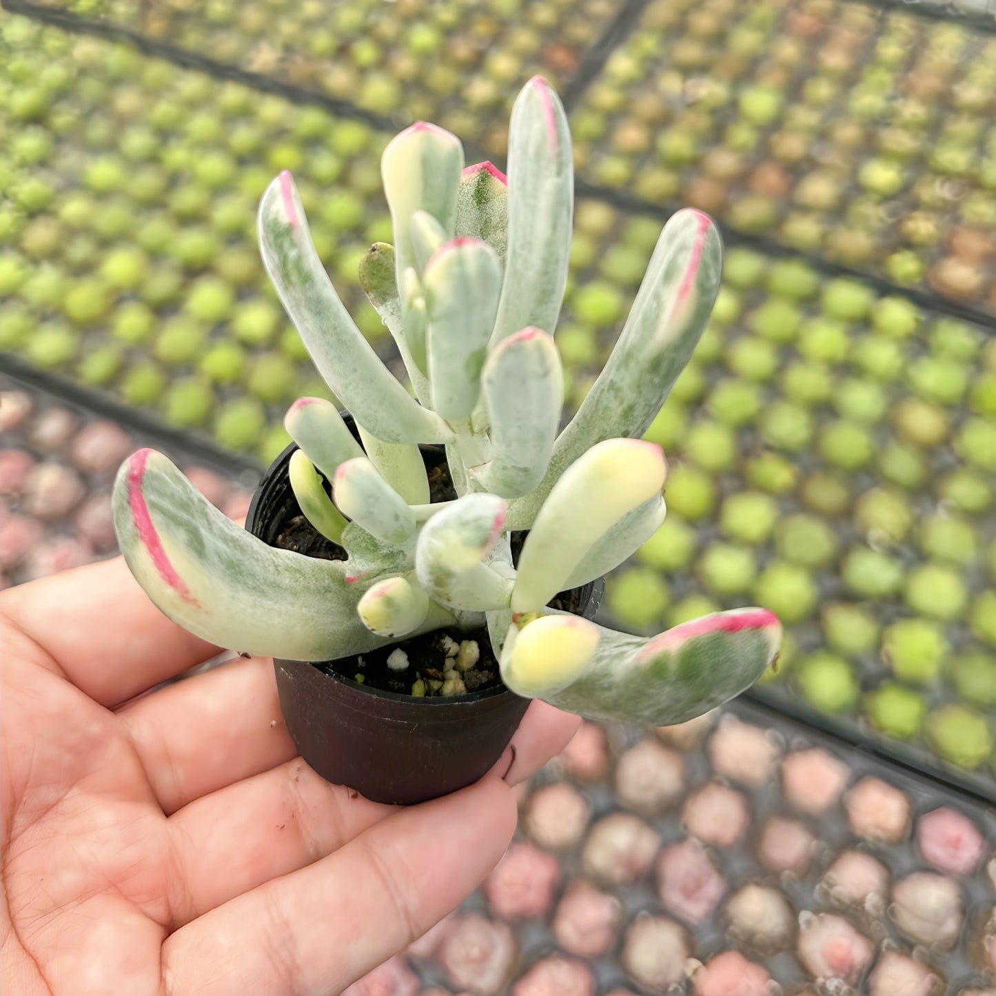 Cotyledon Orbiculata cv. Long Leaf Variegated Bulk Tray 54pcs - in 2in Pot