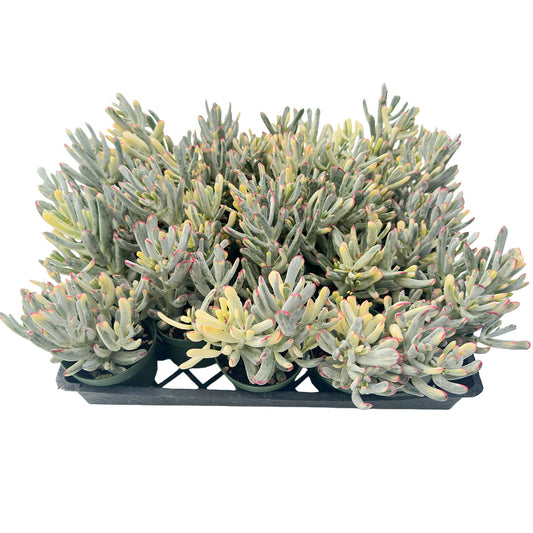 Cotyledon Orbiculata cv. Long Leaf Variegated Bulk Tray 20pcs - in 4in Pot