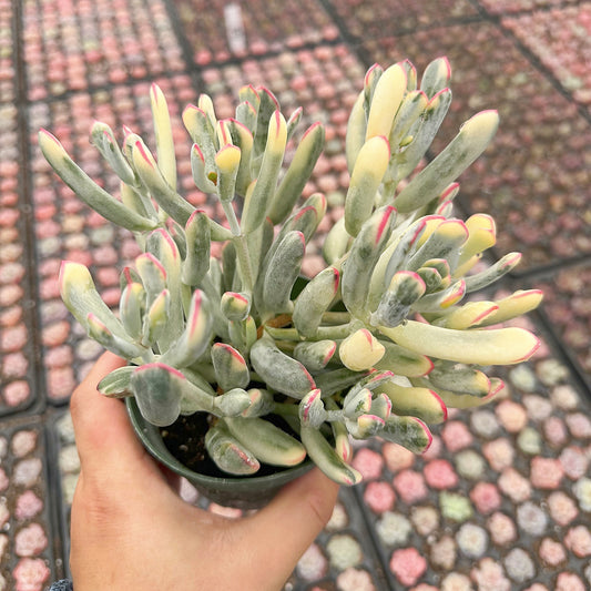 Cotyledon Orbiculata cv. Long Leaf Variegated Bulk Tray 20pcs - in 4in Pot