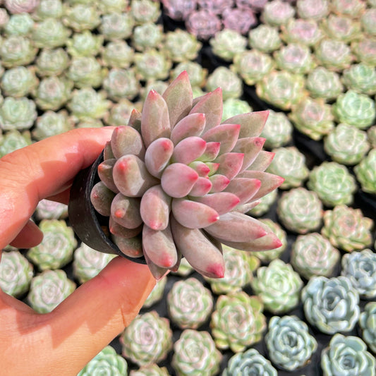 Echeveria Goldfis Live Succulent Plants a Tray 54pcs 2in Pot