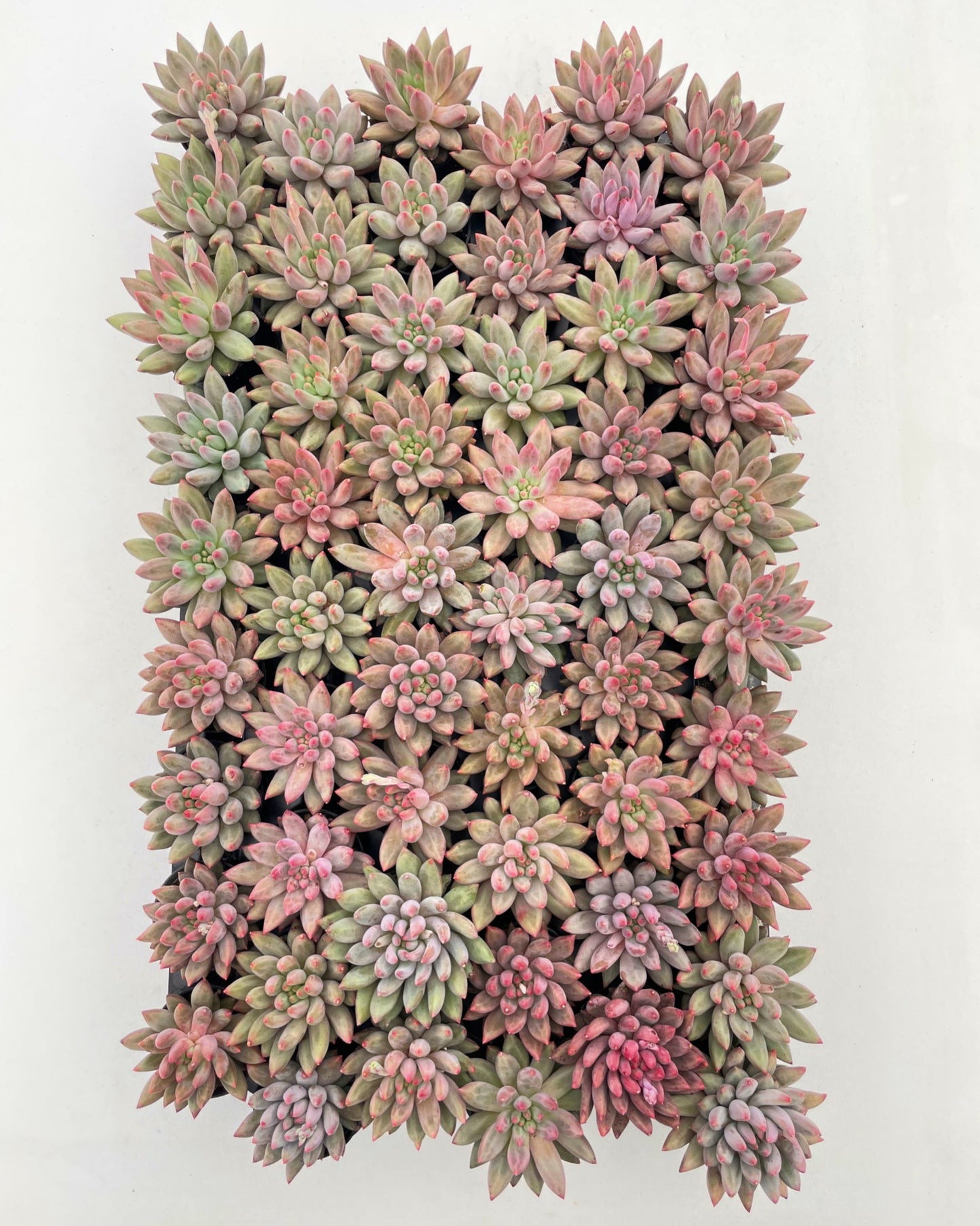 Echeveria Goldfis Live Succulent Plants a Tray 54pcs 2in Pot