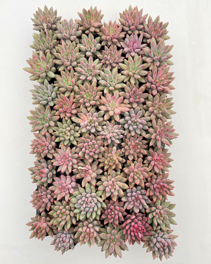 Echeveria Goldfis Live Succulent Plants a Tray 54pcs 2in Pot
