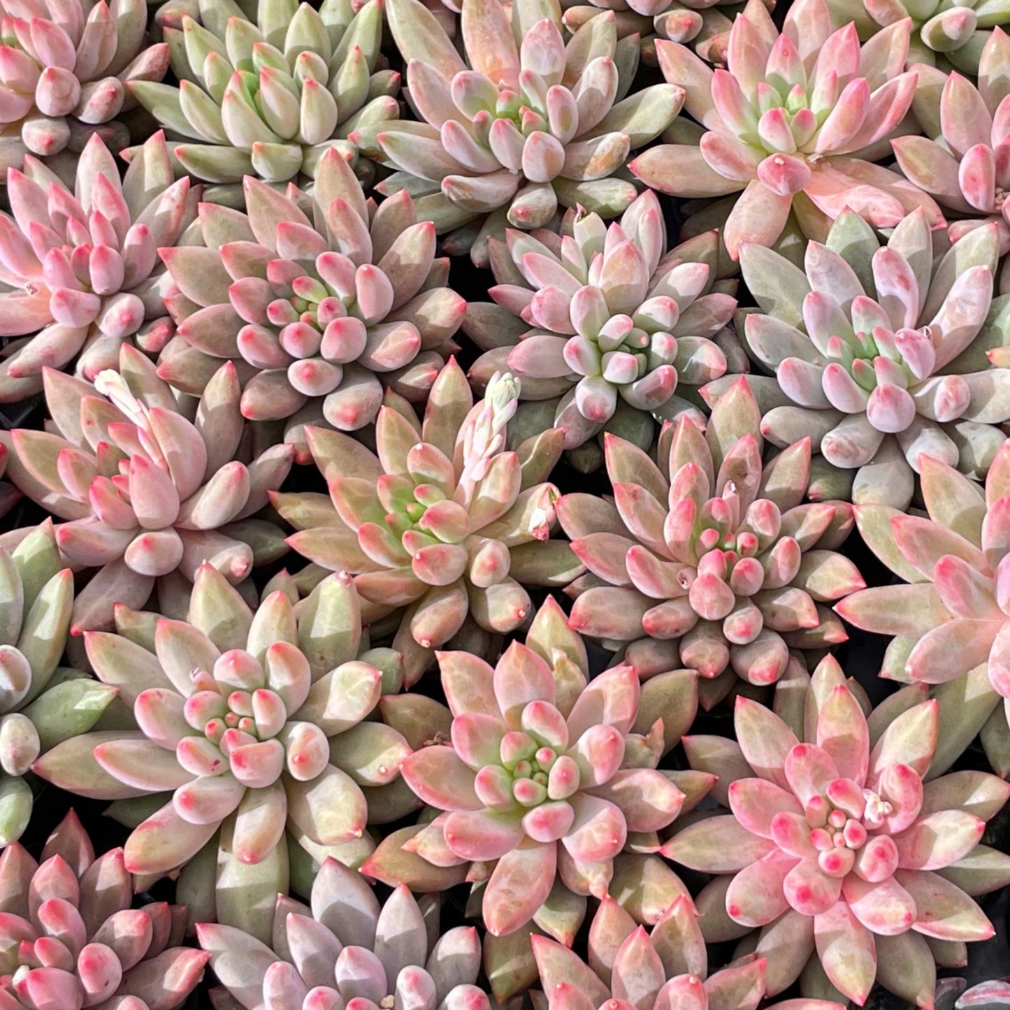 Echeveria Goldfis Live Succulent Plants a Tray 54pcs 2in Pot
