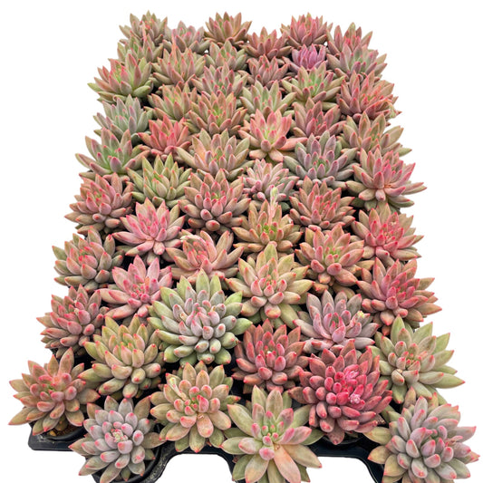 Echeveria Goldfis Live Succulent Plants a Tray 54pcs 2in Pot