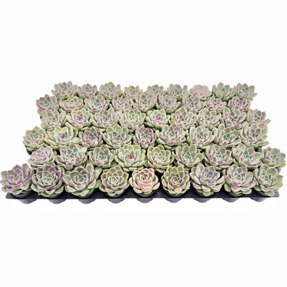 Echeveria Zixia Fairy Bulk 54 Tray - 2in Pot