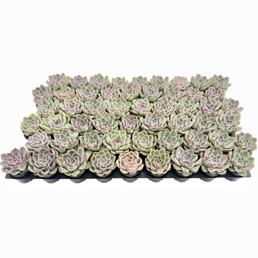 Echeveria Zixia Fairy Bulk 54 Tray - 2in Pot