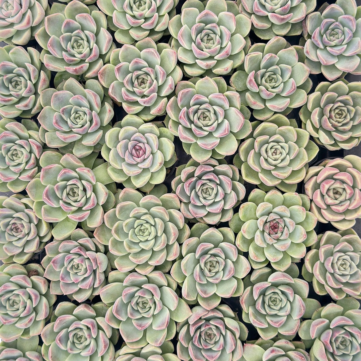 Echeveria Zixia Fairy Bulk 54 Tray - 2in Pot