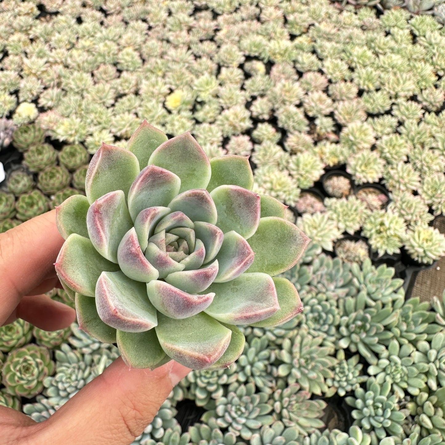 Echeveria Zixia Fairy Bulk 54 Tray - 2in Pot