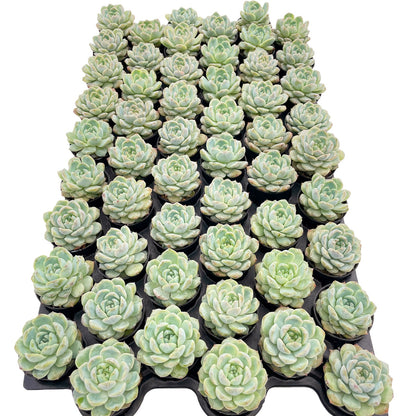 Echeveria Icy Laui Sugar Heart Live Bulk Tray 54pcs 2in Pot