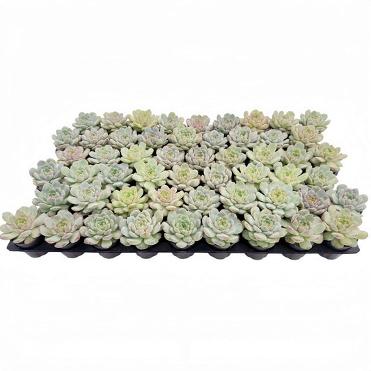Echeveria Icy Laui Sugar Heart Live Bulk Tray 54pcs 2in Pot