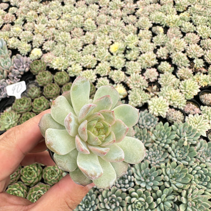 Echeveria Icy Laui Sugar Heart Live Bulk Tray 54pcs 2in Pot