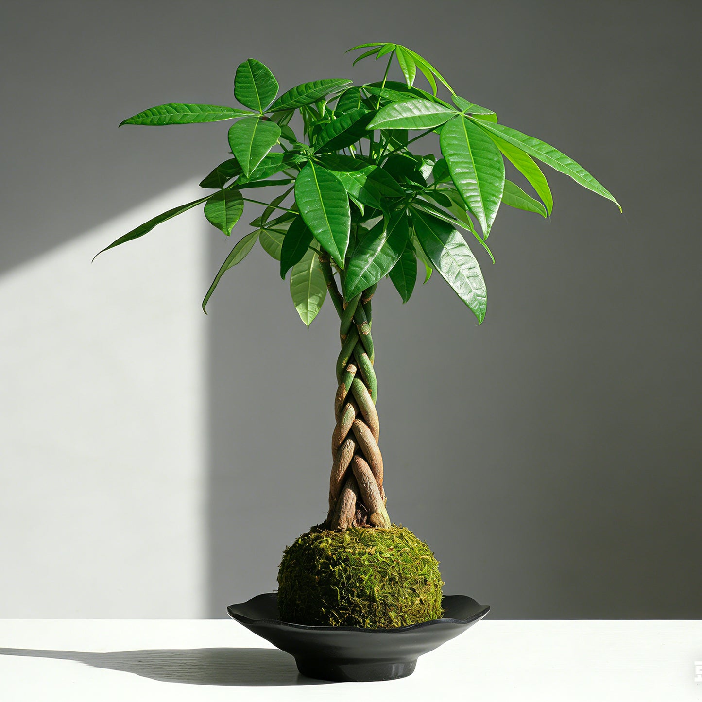 Kokedama Braid Money Tree with Planter Live Moss Ball Money Tree Plant