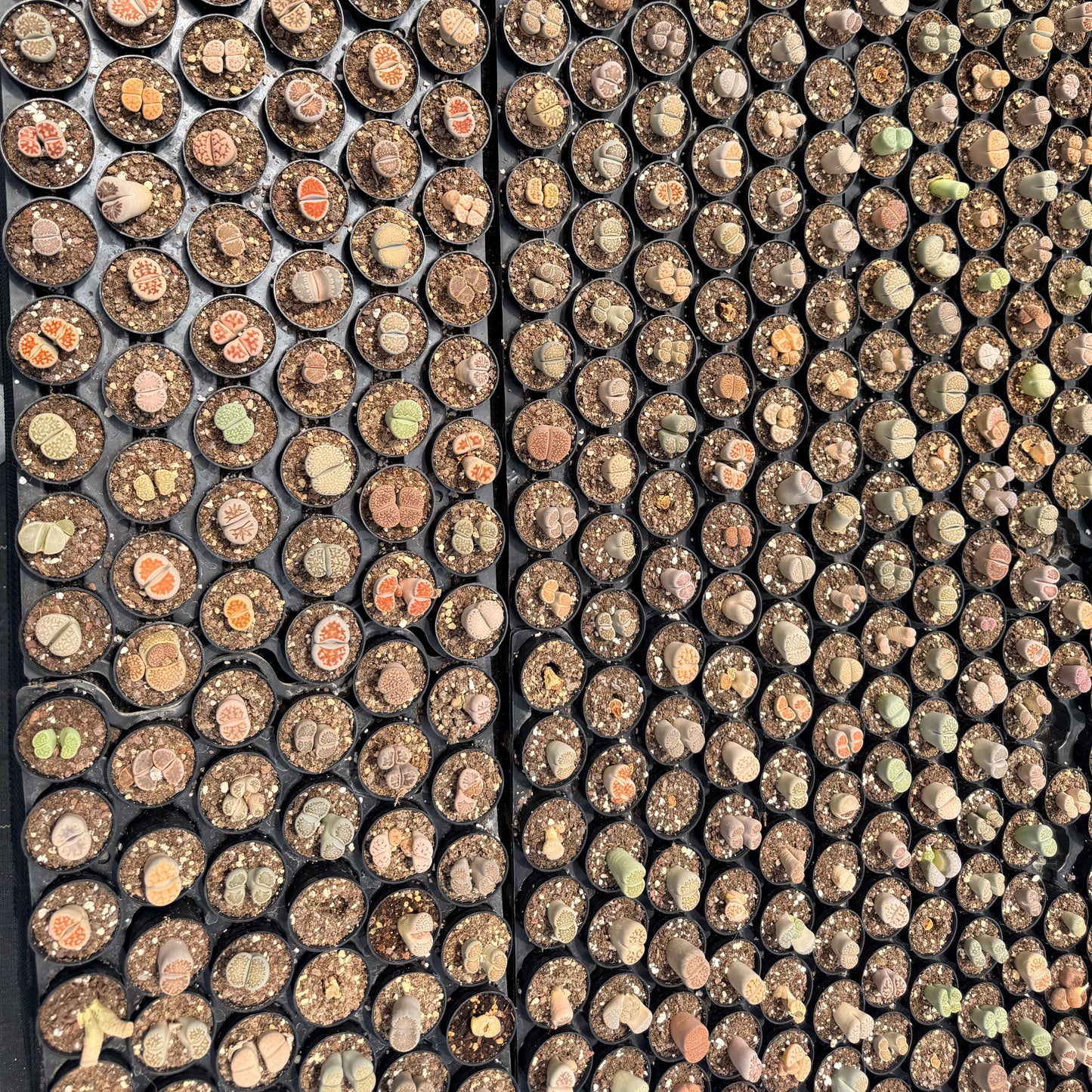 Lithops Assorted in 2in Pots Bulk 54pcs a Tray