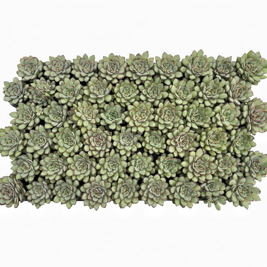 Echeveria Mexican pulidonis Bulk 54 Tray - 2in Pot