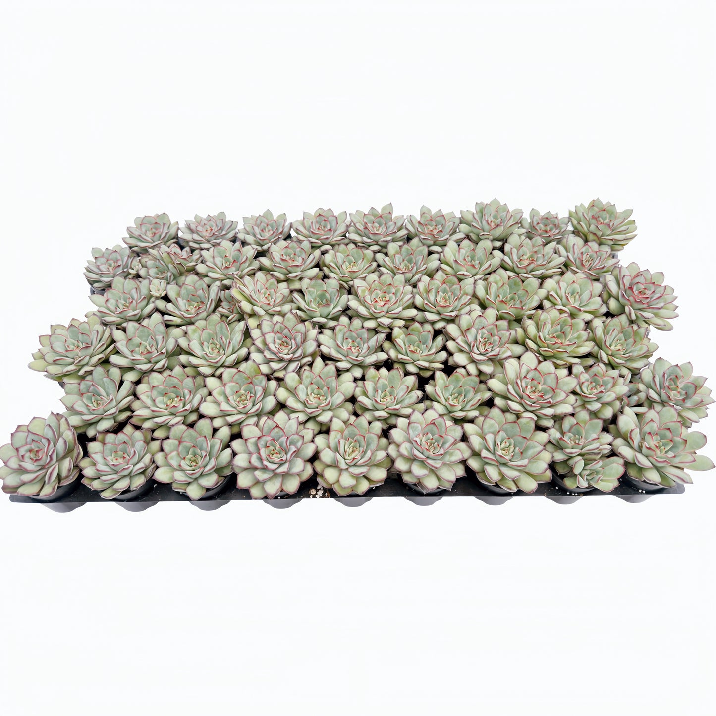 Echeveria Mexican pulidonis Bulk 54 Tray - 2in Pot