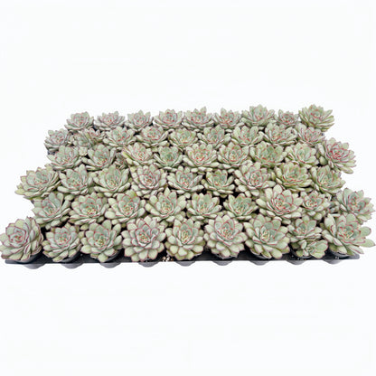 Echeveria Mexican pulidonis Bulk 54 Tray - 2in Pot