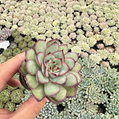 Echeveria Mexican pulidonis Bulk 54 Tray - 2in Pot
