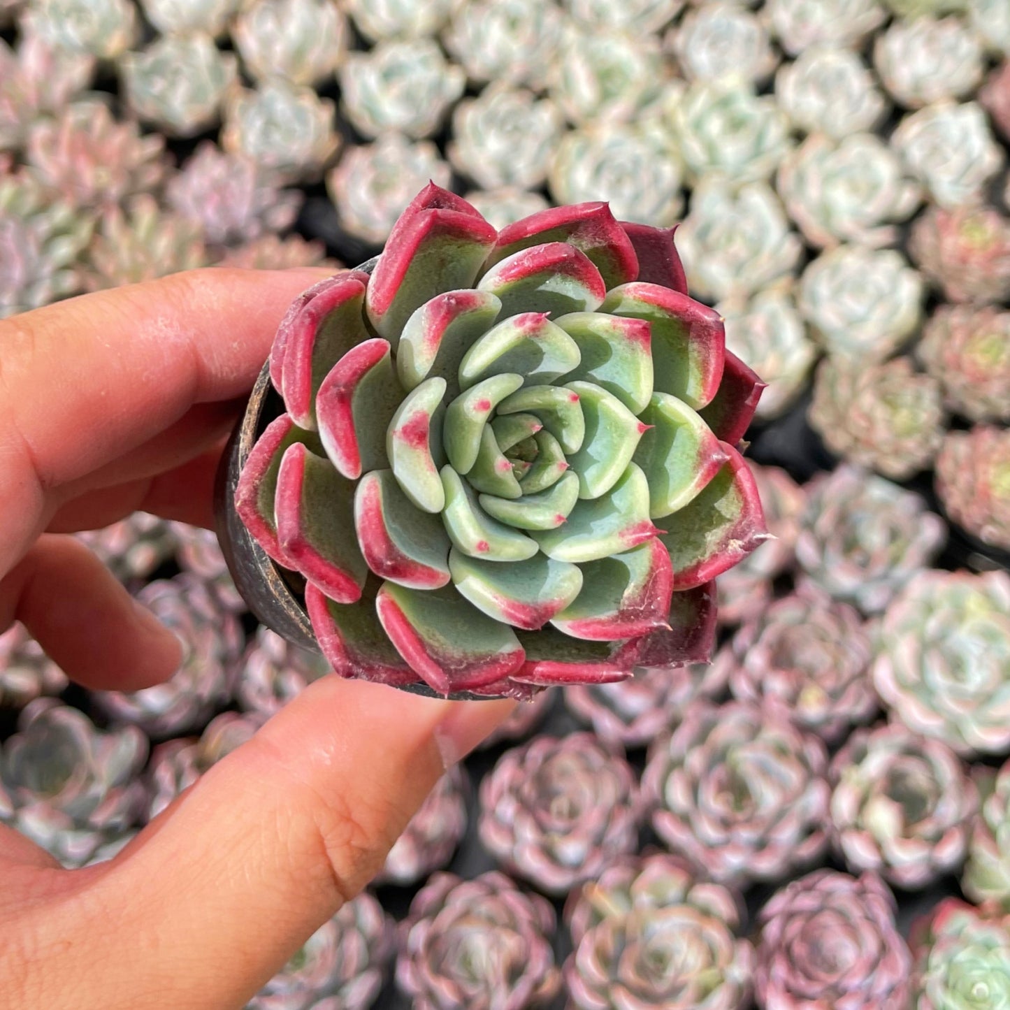 Echeveria 'Night' Live Succulet Bulk a Tray 54pcs in 2in Pot