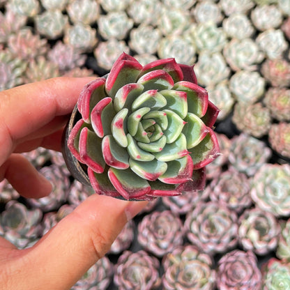 Echeveria 'Night' Live Succulet Bulk a Tray 54pcs in 2in Pot
