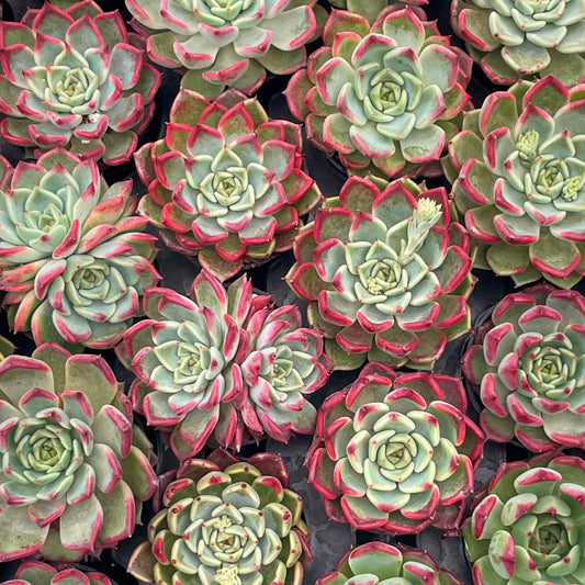 Echeveria 'Night' Live Succulet Bulk a Tray 54pcs in 2in Pot