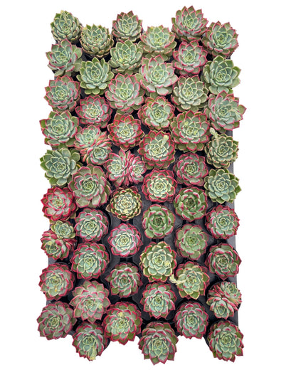 Echeveria 'Night' Live Succulet Bulk a Tray 54pcs in 2in Pot