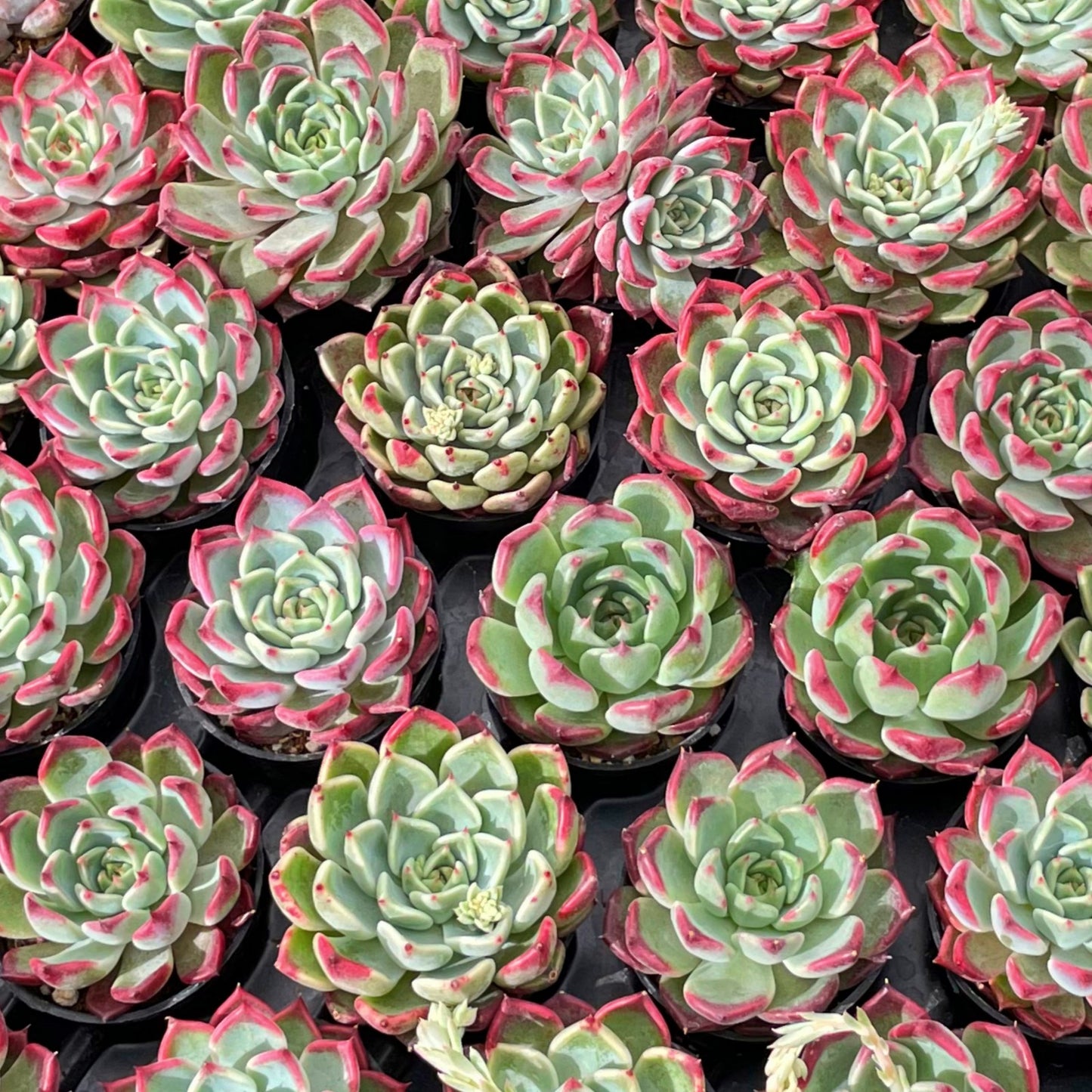 Echeveria 'Night' Live Succulet Bulk a Tray 54pcs in 2in Pot