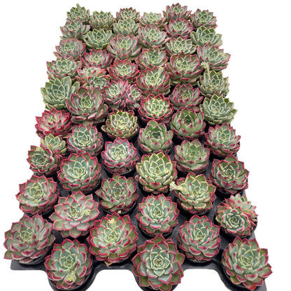 Echeveria 'Night' Live Succulet Bulk a Tray 54pcs in 2in Pot