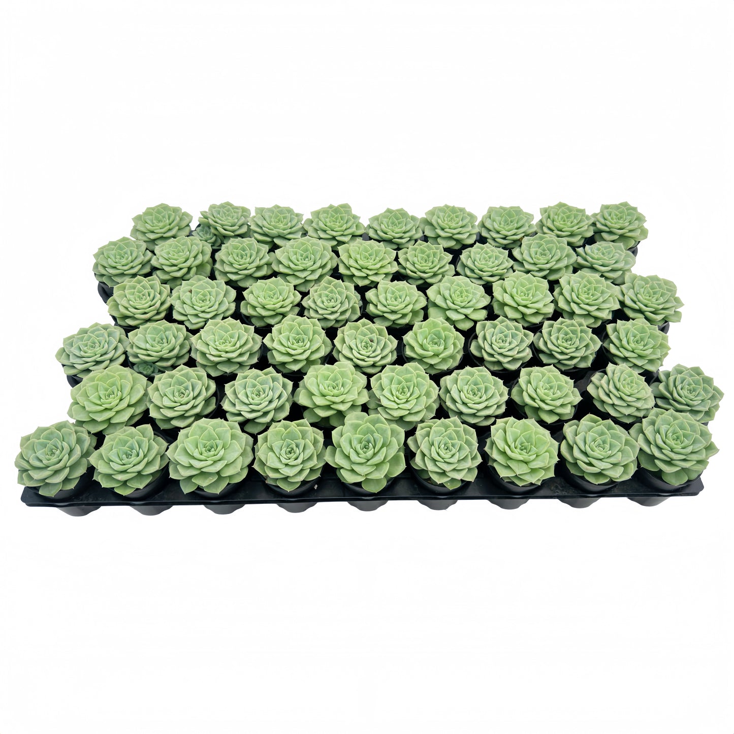Echeveria 'Malgan' White Swan Bulk 54 Tray - 2in Pot