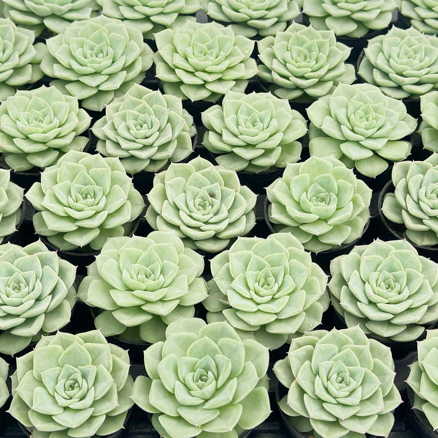 Echeveria 'Malgan' White Swan Bulk 54 Tray - 2in Pot