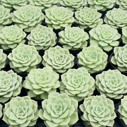Echeveria 'Malgan' White Swan Bulk 54 Tray - 2in Pot