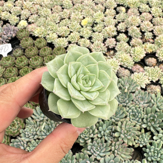Echeveria 'Malgan' White Swan Bulk 54 Tray - 2in Pot