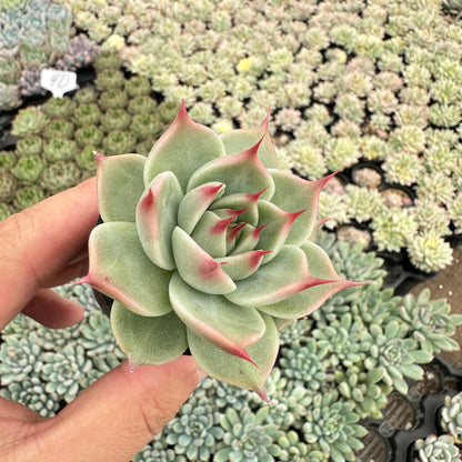 Echeveria Toscannelly Bulk 54 Tray - 2in Pot