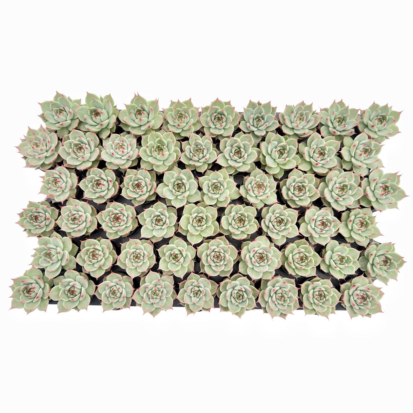 Echeveria Toscannelly Bulk 54 Tray - 2in Pot