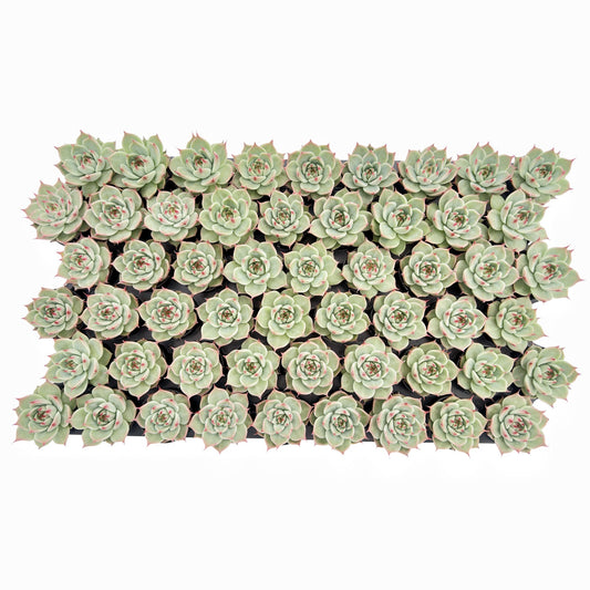 Echeveria Toscannelly Bulk 54 Tray - 2in Pot