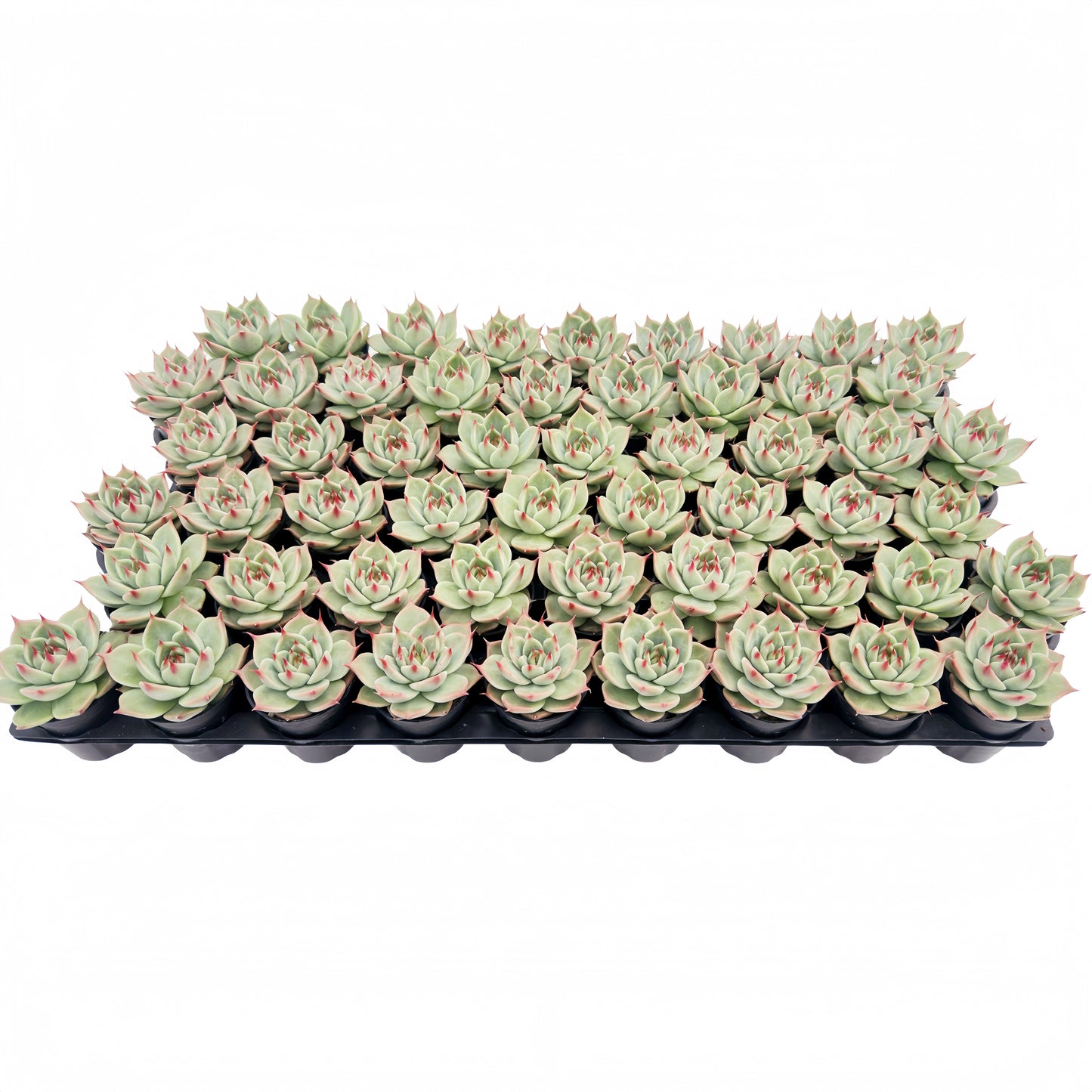 Echeveria Toscannelly Bulk 54 Tray - 2in Pot
