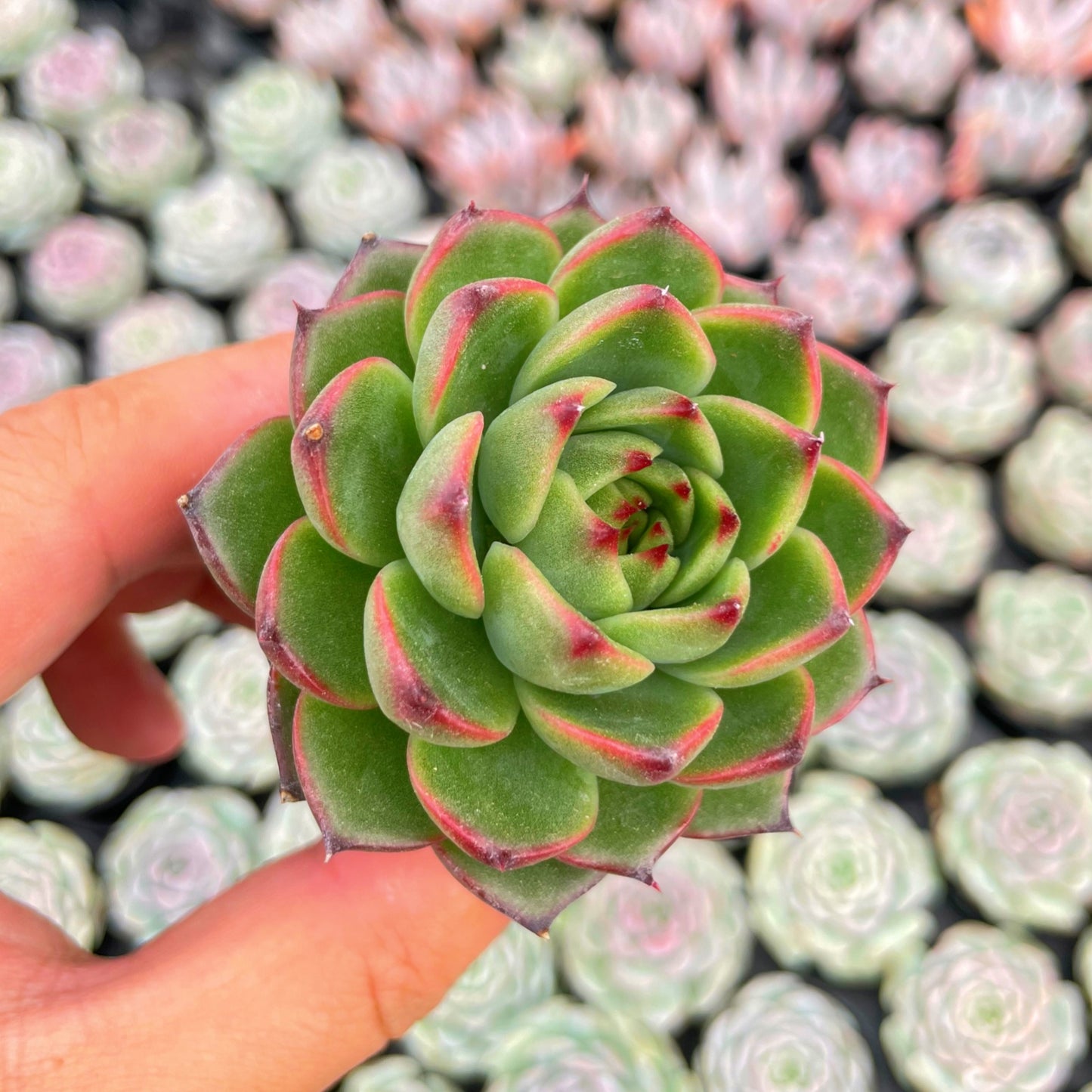 Echeveria Firefly Live Succulent Bulk a Tray 54pcs 2in Pot