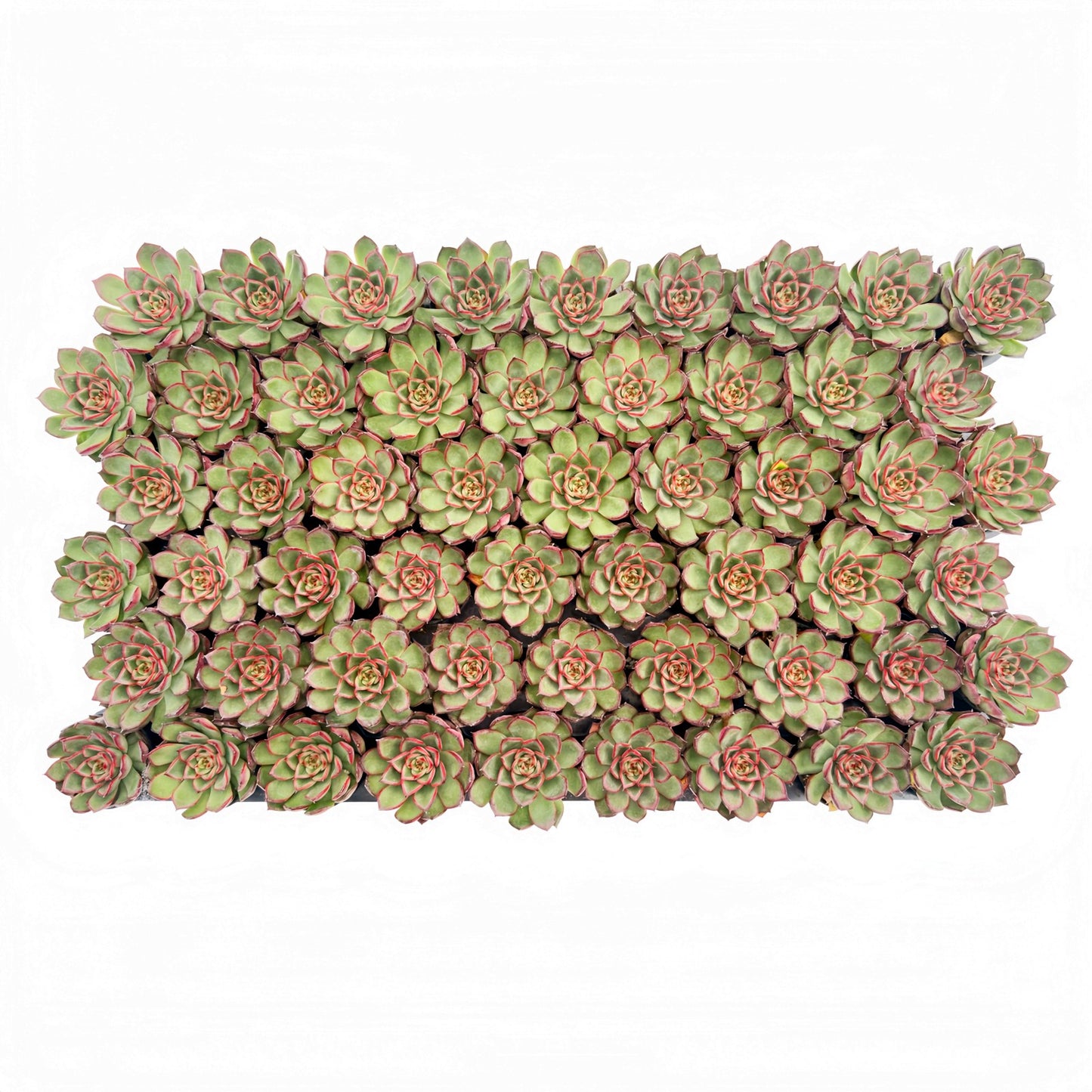 Echeveria Firefly Live Succulent Bulk a Tray 54pcs 2in Pot