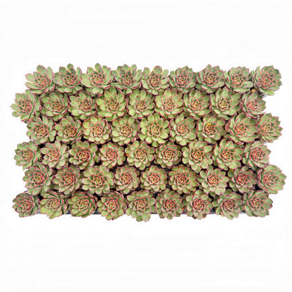 Echeveria Firefly Live Succulent Bulk a Tray 54pcs 2in Pot