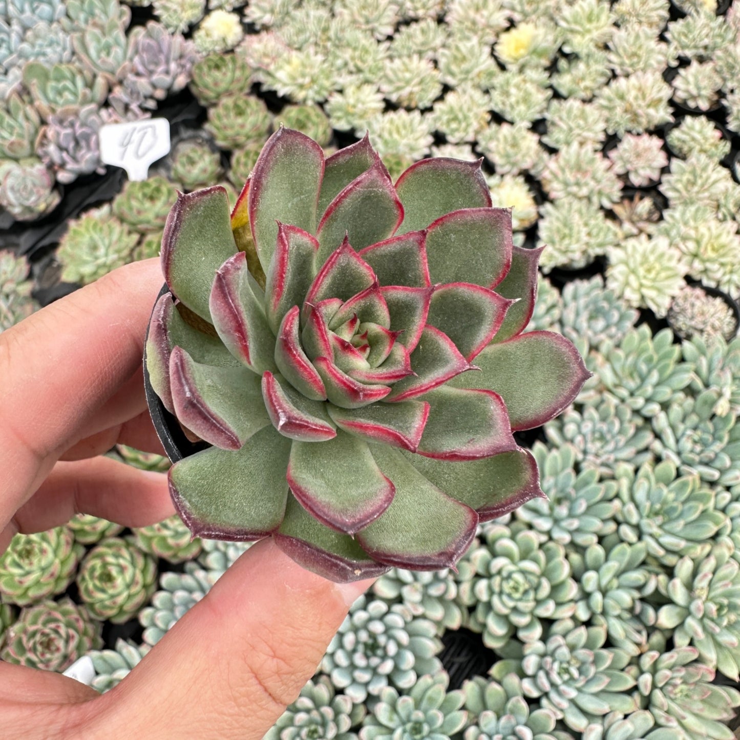 Echeveria Firefly Live Succulent Bulk a Tray 54pcs 2in Pot