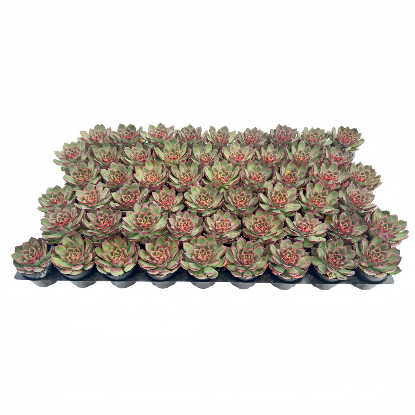 Echeveria Firefly Live Succulent Bulk a Tray 54pcs 2in Pot