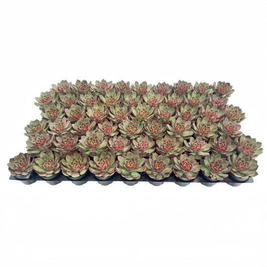 Echeveria Firefly Live Succulent Bulk a Tray 54pcs 2in Pot