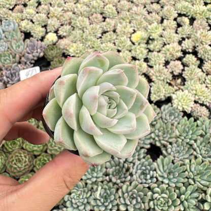 Echeveria 'Peach Queen' Bulk 54 Tray - 2in Pot