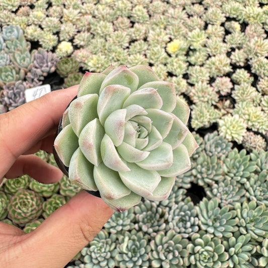 Echeveria 'Peach Queen' Bulk 54 Tray - 2in Pot