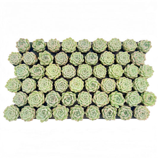 Echeveria 'Peach Queen' Bulk 54 Tray - 2in Pot