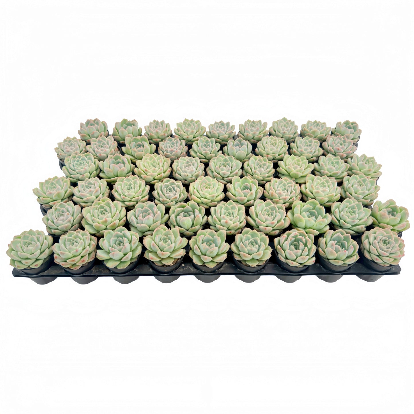 Echeveria 'Peach Queen' Bulk 54 Tray - 2in Pot