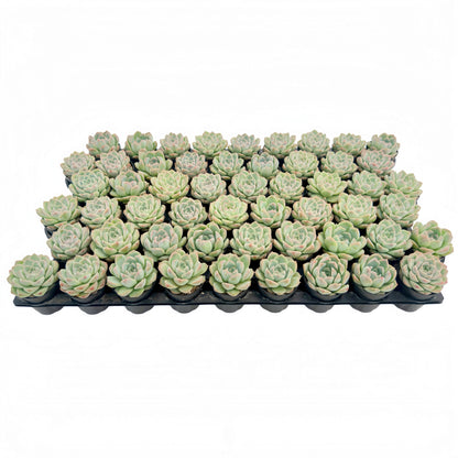 Echeveria 'Peach Queen' Bulk 54 Tray - 2in Pot